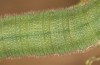 Colias chrysotheme: L5-Raupe (e.o. Ungarn, Veszprém, Ei Ende Juli 2020) [S]