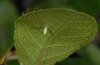 Gonepteryx cleobule: Ovum on the lower leaf surface of Rhamnus crenulata (La Gomera, December 2011) [N]