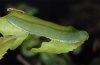 Gonepteryx cleopatra: Larva (Provence, France) [S]