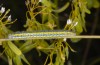 Euchloe crameri: Larva on Isatis tinctoria (Provence, Massif de la Sainte Baume, late May 2013) [N]