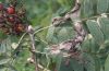 Aporia crataegi: Nest of larvae in August [N]