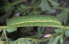 Colias croceus: Larva (Fuerteventura, February 2011) [N]