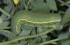 Colias croceus: Larva [M]