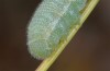 Anthocharis damone: Larva (Central Greece, Delphi, early May 2016) [N]