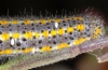 Pontia daplidice: Larva (parasitized, eggs visible, La Gomera, February 2013) [N]