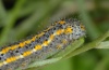 Pontia daplidice: Larva (La Palma, December 2010) [M]