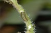 Pontia daplidice: Young larva (La Gomera, February 2013) [M]
