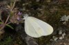 Leptidea duponcheli: Weibchen (N-Griechenland, Chalkidiki, Mount Holomondas, 900m, Anfang August 2018) [N]