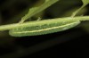 Leptidea duponcheli: Larva in the final instar (e.o. rearing, southern French Alps, 2021) [S]