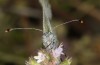 Leptidea duponcheli: Falter der Frühjahrsgeneration (Griechenland, Siatista, 1200m, Anfang Juni 2021) [M]