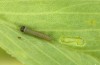 Colias erate: Larva in the first instar (e.o. rearing, Hungary, Kunpeszer, oviposition in late July 2020) [S]