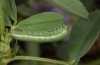 Colias erate: Larva in the penultimate instar (e.o. rearing, Hungary, Kunpeszer, oviposition in late July 2020) [S]
