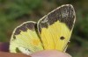 Colias erate: Male, quite orange (Hungary, Kunpeszer, late July 2020) [M]