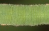 Colias erate: Larva (e.o. rearing, Hungary, Kunpeszer, oviposition in late July 2020) [S]