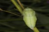 Colias erate: Pupa (e.o. rearing, Hungary, Kunpeszer, oviposition in late July 2020) [S]