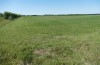 Colias erate: Oviposition habitat (Hungary, Kunpeszer, late July 2020) [N]