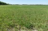 Colias erate: Oviposition habitat (Hungary, Kunpeszer, late July 2020) [N]