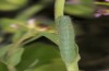 Pieris ergane: Half-grown larva (Abruzzo, May 2013) [N]