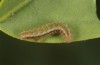 Colotis evagore: Larva in the third instar (E of Malaga, S-Spain, late September 2017) [N]