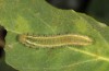 Colotis evagore: Larva in the fifth instar (E of Malaga, S-Spain, late September 2017) [N]