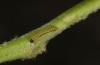 Colotis evagore: Larva in the first instar (e.o. rearing, E of Malaga, S-Spain, late September 2017) [S]