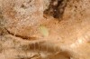 Colotis evagore: Ei an trockenem Blütenstand eines Korbblütlers (E Malaga, Ende September 2017) [N]