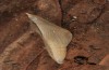 Colotis evagore: Pupa (e.l. rearing, E of Malaga, 2017) [S]