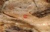 Colotis evagore: Ei an trockenem Blütenstand eines Korbblütlers ein Tag vor dem Schlupf (e.o. E Malaga, Ende September 2017) [S]