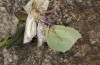 Gonepteryx farinosa: Weibchen (Mittelgriechenland, Galaxidi, Mitte Mai 2017) [N]