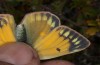 Colias hecla: Weibchen, Flügel künstlich geöffnet (N-Schweden, Abisko, Anfang Juli 2020) [M]