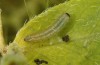 Colias hecla: Larva in the first instar (e.o. rearing, N-Sweden, Abisko, oviposition in early July 2020) [S]