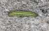 Colias hecla: Larva in the third instar (N-Finland, Kilpisjärvi, late June 2020) [S]