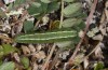 Colias hecla: Larva in the penultimate instar (N-Finland, Kilpisjärvi, late June 2020) [N]