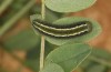 Colias hecla: Larva in the last instar (e.l. rearing, N-Finland, Kilpisjärvi, late June 2020) [S]