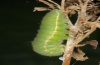 Colias hyale: Larva at preparation of pupation site (e.o. Memmingen 2012) [S]