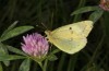 Colias hyale: Female (S-Germany, Illerbeuren near Memmingen, October 2018) [N]