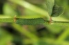 Colias hyale: Young larva (e.o. Memmingen 2012) [S]