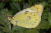 Colias hyale: Female, lower side [S]