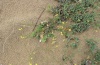 Euchloe insularis: Larvalhabitat im Dünengelände an der Costa Verde auf Sardinien (Mai 2012) [N]