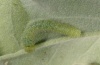 Pieris krueperi: Halbwüchsige Raupe (Anfang August 2012, olympische Riviera, Nordgriechenland, 50m NN) [N]