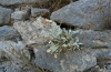 Pieris krueperi: Larvalhabitat: Alyssum saxatile in einer Burgmauer (olympische Riviera, 50m NN, August 2012) [N]