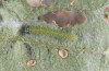 Pieris mannii: Larva L3 (e.o. CH-Lower Valais, eggs and larvae recorded in September 200) [S]