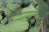 Pieris mannii: Larva in the end of L4 (e.o. CH-Lower Valais, eggs and larvae recorded in September 200) [S]