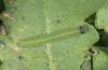 Pieris mannii: L2-larva (e.o. Wallis) [S]