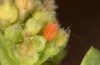 Zegris meridionalis: Egg after a few days (Spain, Madrid, early May 2022) [S]