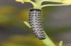 Zegris meridionalis: Larva in the third instar (e.o. rearing, Spain, Madrid, oviposition in early May 2022) [S]
