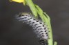 Zegris meridionalis: Larva in the fourth instar (e.o. rearing, Spain, Madrid, oviposition in early May 2022) [S]