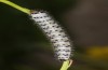 Zegris meridionalis: Larva in the fourth instar (e.o. rearing, Spain, Madrid, oviposition in early May 2022) [S]