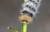 Zegris meridionalis: Larva in the fifth instar (e.o. rearing, Spain, Madrid, oviposition in early May 2022) [S]