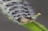 Zegris meridionalis: Larva in the fifth instar (e.o. rearing, Spain, Madrid, oviposition in early May 2022) [S]